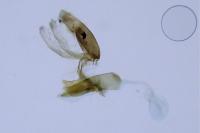 Aproaerema larseniella
