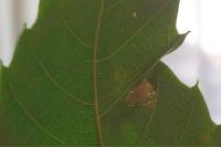Phyllonorycter messaniella