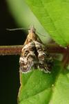 Tebenna micalis
