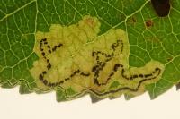 Stigmella malella