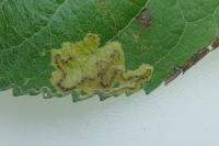 Stigmella malella