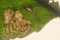 Stigmella malella
