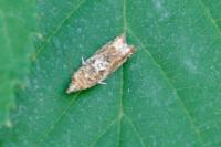 Epinotia signatana
