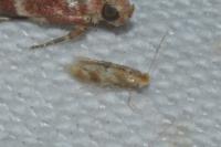 Bucculatrix ulmella