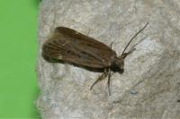 Aroga velocella