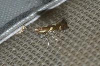 Calybites phasianipennella