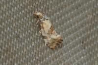 Neocochylis molliculana