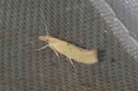 Ypsolopha alpella