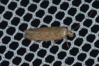 Bryotropha terrella