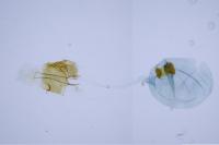 Bryotropha terrella