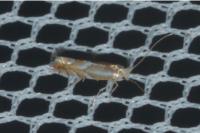 Phyllonorycter distentella