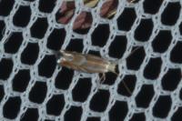 Phyllonorycter distentella