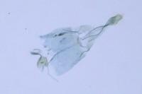 Phyllonorycter distentella