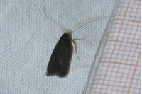 Homaloxestis briantiella