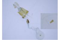 Homaloxestis briantiella