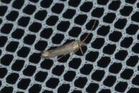Scythris terrenella