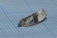Apotomis betuletana