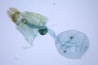 Apotomis betuletana