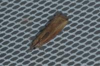 Bactra venosana
