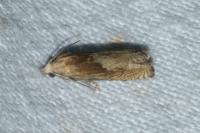 Eucosma gr. hohenwartiana