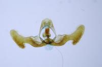Eucosma gr. hohenwartiana
