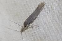 Scythris