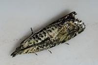 Epinotia subocellana