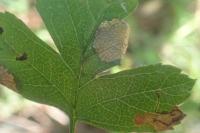 Parornix anglicella