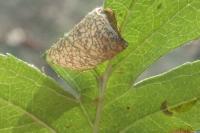 Parornix anglicella