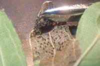 Parornix anglicella