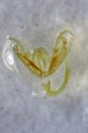 Stenoptilia pterodactyla