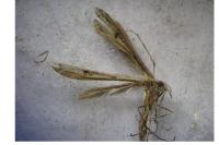 Stenoptilia pterodactyla
