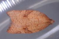 Acleris rhombana