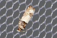 Epinotia thapsiana