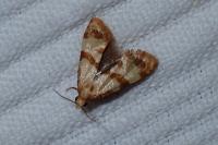 Phalonidia contractana