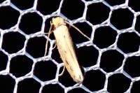 Tinea