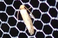 Tinea