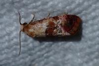 Neocochylis millierana