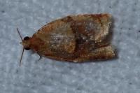 Clepsis
