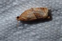 Clepsis