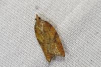 Acleris rhombana