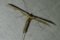 Emmelina monodactyla