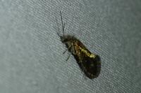 Dyseriocrania subpurpurella