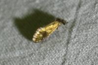 Dyseriocrania subpurpurella