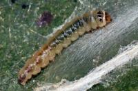 Parornix devoniella