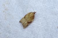 Acleris rhombana