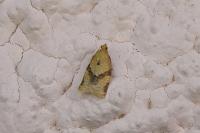 Clepsis consimilana