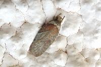 Agonopterix cnicella