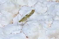 Argyresthia pruniella