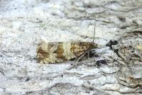 Orthotaenia undulana